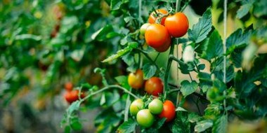 Uprawa pomidora