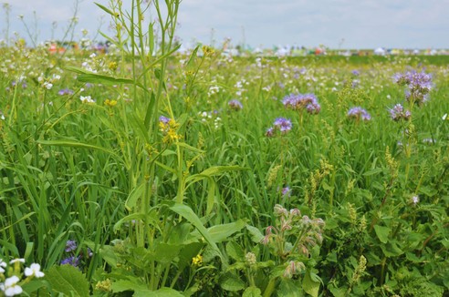 Dlaczego warto uprawiać międzyplony?