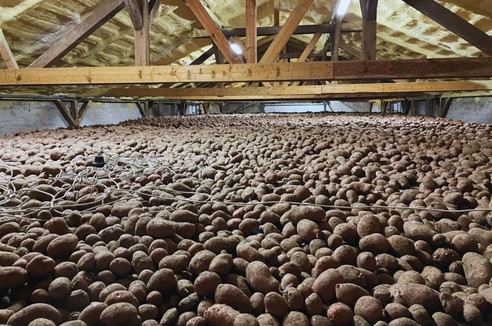 Przechowywanie ziemniaków - jak ograniczyć kiełkowanie bulw?