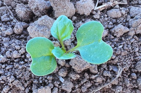 BBCH rzepak - jak rozpoznawać fazy rozwojowe?