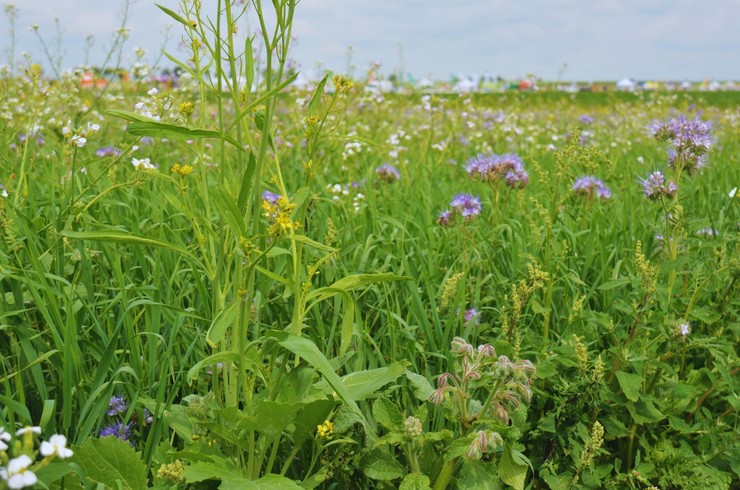 Dlaczego warto uprawiać międzyplony?