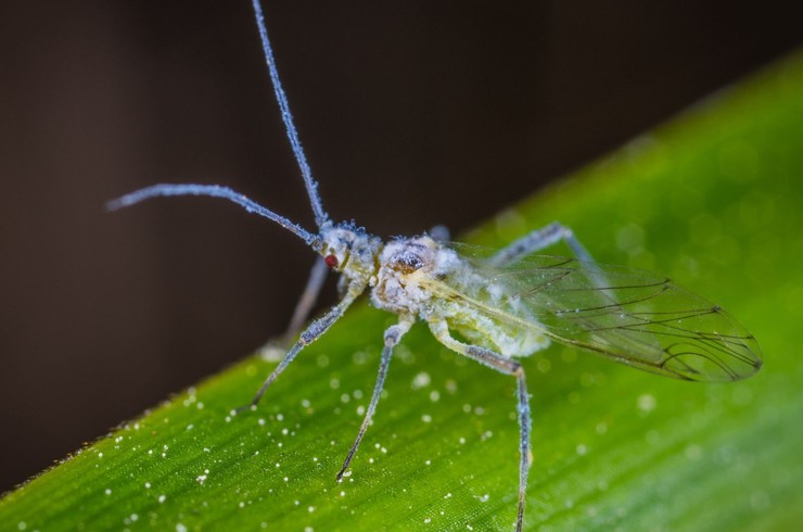 Uwaga na mszyce w pszenicy ozimej