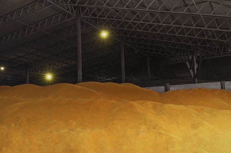 Nadpodaż zbóż - sytuacja na rynku płodów rolnych 2025