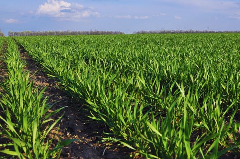 Oprysk na chwasty w pszenicy ozimej wiosną — kiedy i jakim herbicydem w zbożach ozimych?