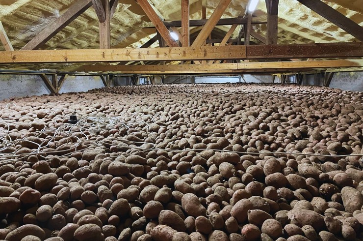 Przechowywanie ziemniaków - jak ograniczyć kiełkowanie bulw?