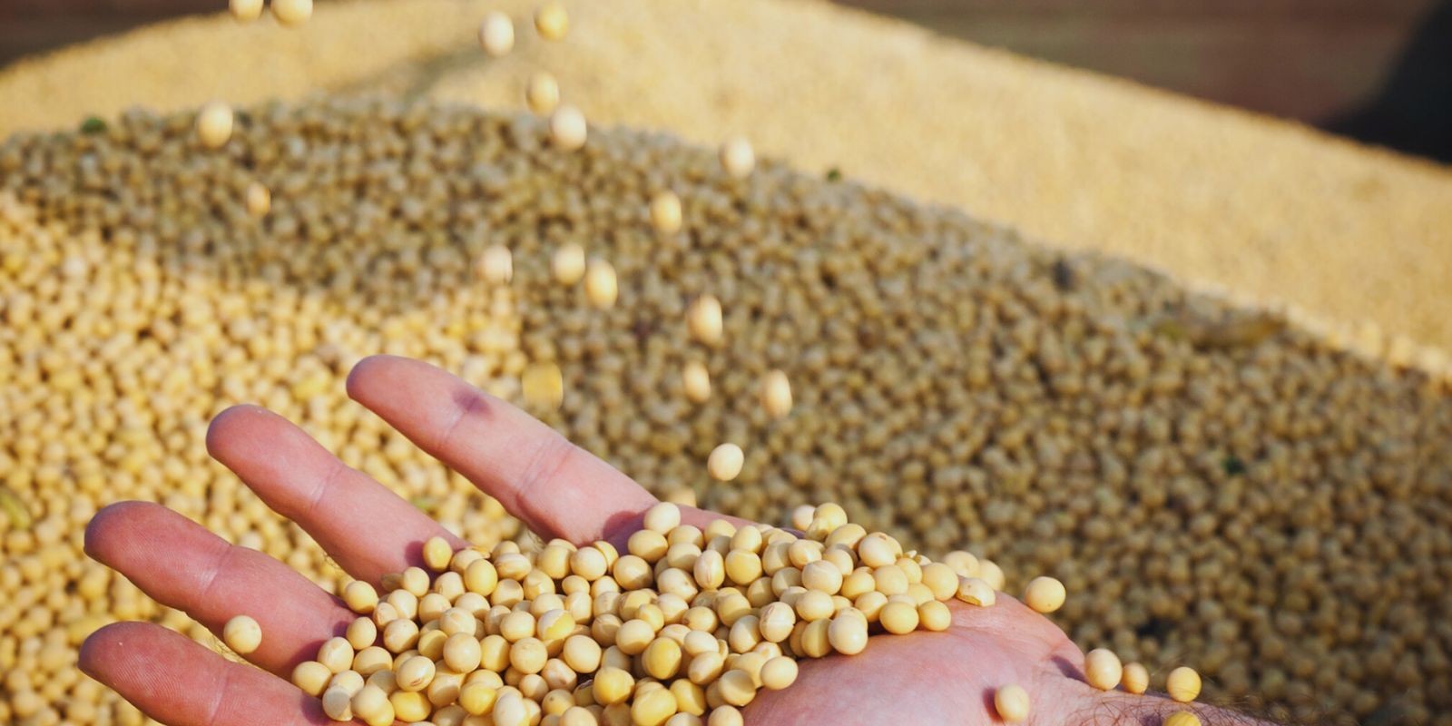 Oferujemy skup ziarna z przeznaczeniem na cele paszowe i konsumpcyjne